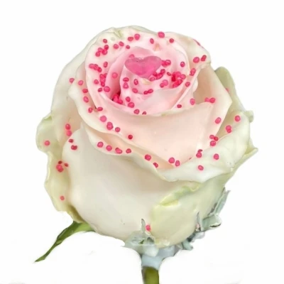 Čokoládová růže CHOCOLAT PINK PEARL LIGHT PINK LOVE 70cm (L)