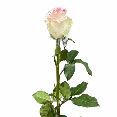 Čokoládová růže CHOCOLAT PINK PEARL LIGHT PINK LOVE