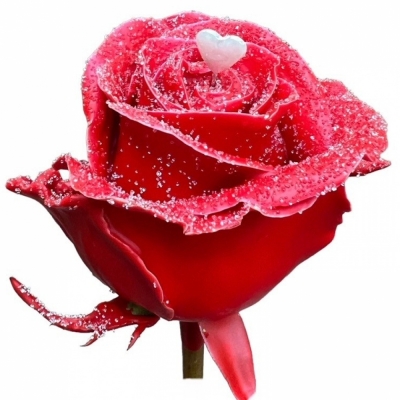 Čokoládová růže CHOCOLAT RED LOVE 70cm (L)