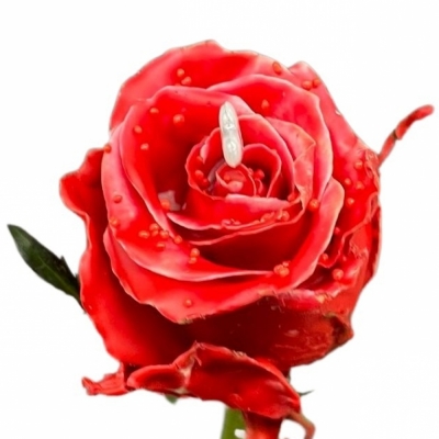 Čokoládová růže CHOCOLAT RED PEARL RED LOVE