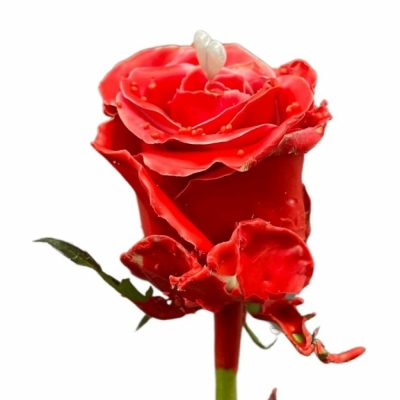 Čokoládová růže CHOCOLAT RED PEARL RED LOVE 70cm (L)
