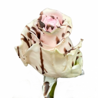 Čokoládová růže CHOCOLAT STRACCIATELLA LIGHT PINK 70cm (L)
