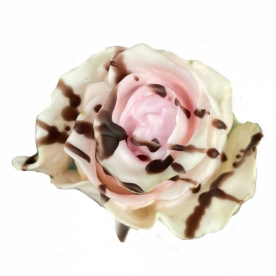 Čokoládová růže CHOCOLAT STRACCIATELLA LIGHT PINK