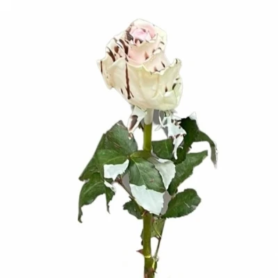 Čokoládová růže CHOCOLAT STRACCIATELLA LIGHT PINK