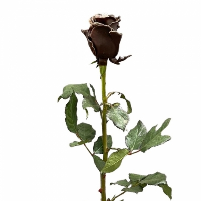 Čokoládová růže CHOCOLAT WHITE LOVE
