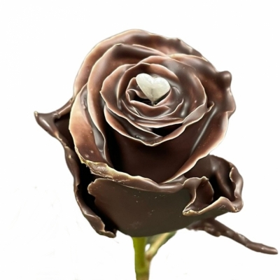 Čokoládová růže CHOCOLAT WHITE LOVE