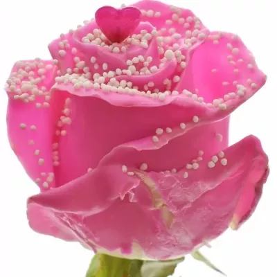 Čokoládová růže CHOCOLAT WHITE PEARL PINK LOVE 70cm (L)