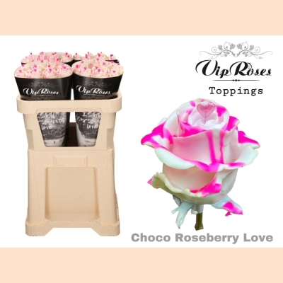 Čokoládová růže ROSA CHOCOLAT PINK STRIP WHITE