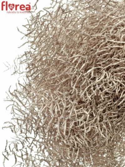 Coral CHAMPAGNE GLITTER