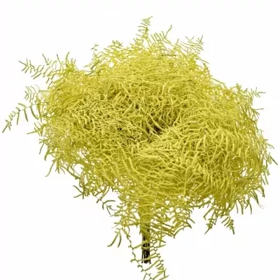 CORAL YELLOW 30cm 
