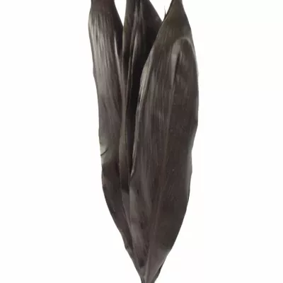 CORDYLINE BLACK TIE 60cm