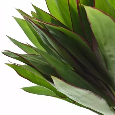 CORDYLINE GREEN RED EDGE TOPS 50cm