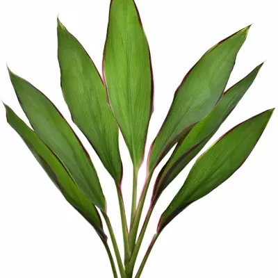 CORDYLINE GREEN RED EDGE TOPS 50cm