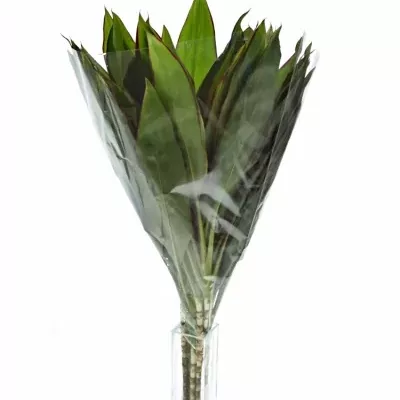 CORDYLINE GREEN RED EDGE TOPS 50cm