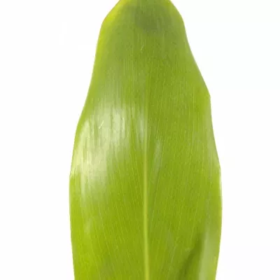 CORDYLINE GREEN TIE 60cm
