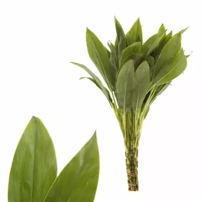 CORDYLINE GREEN TOPS 50cm