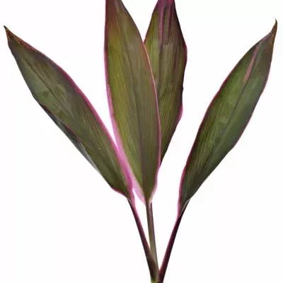 CORDYLINE RED SENSATION