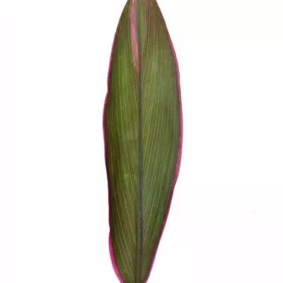 CORDYLINE RED SENSATION