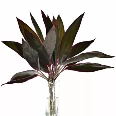 CORDYLINE RED SENSATION