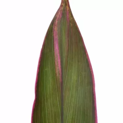 CORDYLINE RED SENSATION