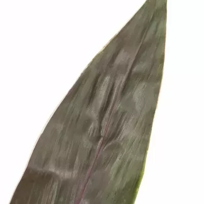 CORDYLINE TIP LEAF PINK DIAMOND 40cm