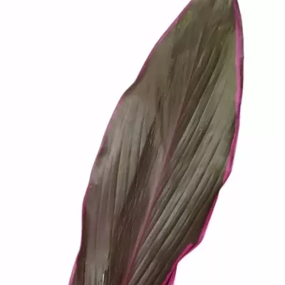 CORDYLINE TIP LEAF TANGO 40cm