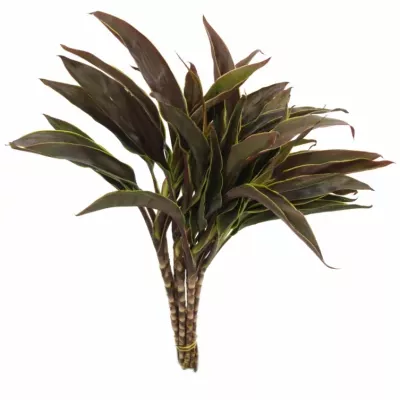 CORDYLINE TIP RED