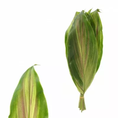 CORDYLINE TRICOLOR 40cm