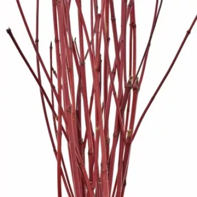 CORNUS ALBA SIBIRICA 70cm