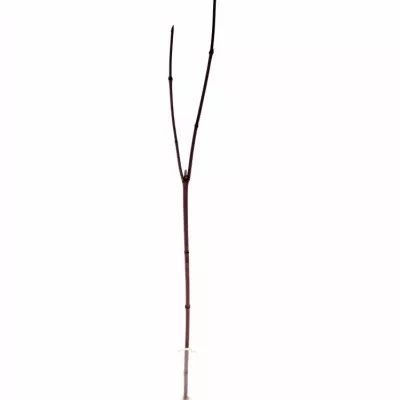CORNUS ALBA SIBIRICA 60cm