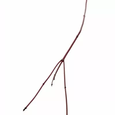 CORNUS ALBA SIBIRICA 60cm