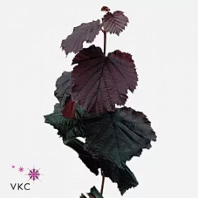 CORYLUS AVELLANA ROTER ZELLERNUSZ 60cm