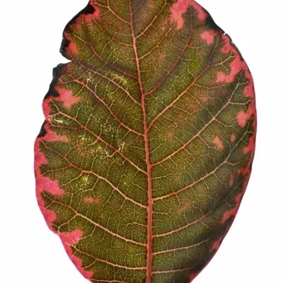 Cotinus ROYAL PURPLE 40cm