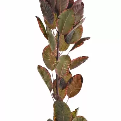 COTINUS ROYAL PURPLE 40cm