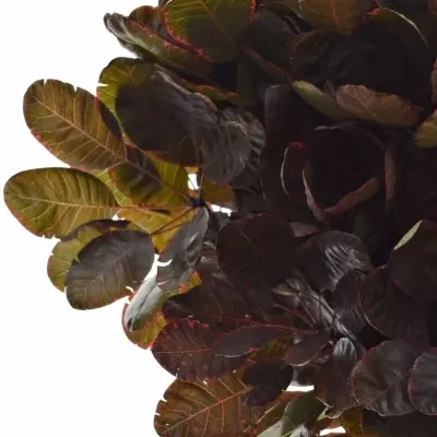Cotinus ROYAL PURPLE 40cm