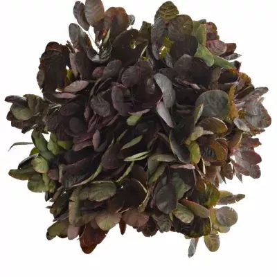 Cotinus ROYAL PURPLE 40cm