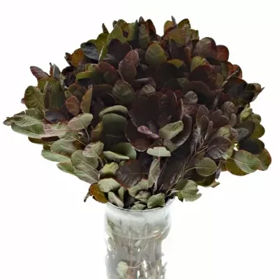 Cotinus ROYAL PURPLE 40cm