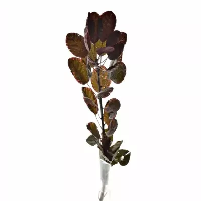 Cotinus ROYAL PURPLE 40cm