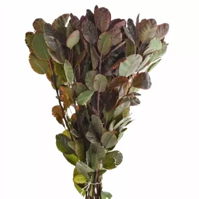 COTINUS ROYAL PURPLE 40cm