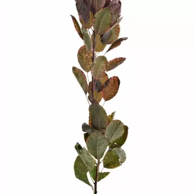 Cotinus ROYAL PURPLE 40cm