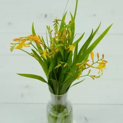 CROCOS GEORGE DAVISON 60cm