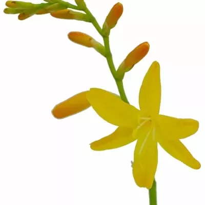 CROCOS GEORGE DAVISON 60cm