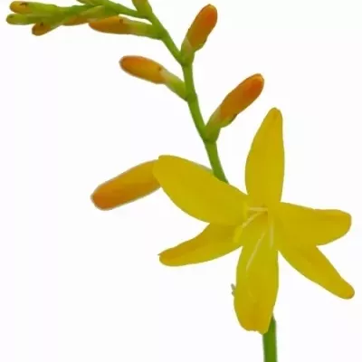 CROCOSMIA GEORGE DAVISON 70cm