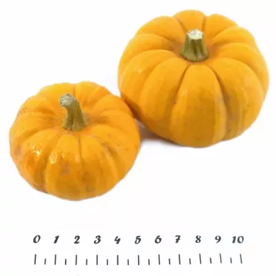 Cucurbita P WEE-BEE-LITTLE x25