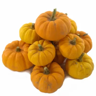Cucurbita P WEE-BEE-LITTLE x25
