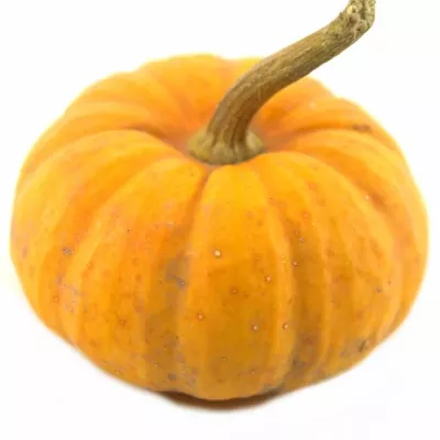 Cucurbita P WEE-BEE-LITTLE x25