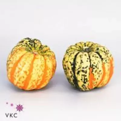 CUCURBITA PEPO FESTIVAL X8