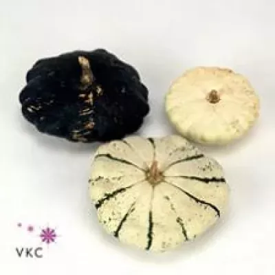 CUCURBITA PEPO PATISSON MIX x32