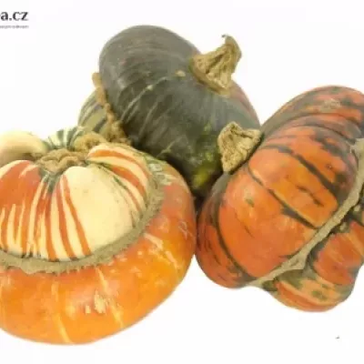 CUCURBITA TURKS TURBAN MIX x6