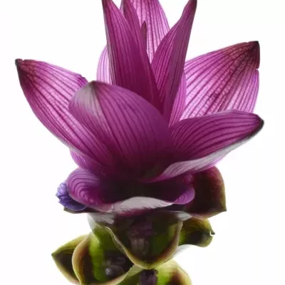 Kurkuma ALISMATIFOLIA SIAM SOUL 50cm